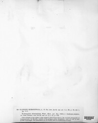 Claviceps purpurea image